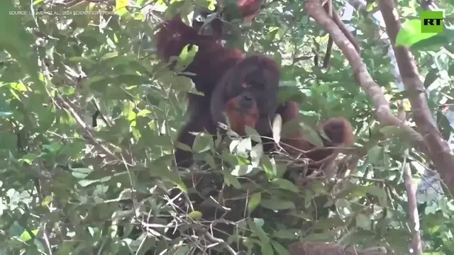 'Video thumbnail for Watch This! Orangutan Heals Himself with a Plant Pharmacy'