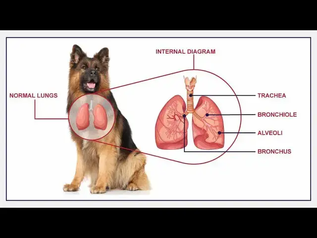 'Video thumbnail for All About Ascariasis in Dogs'
