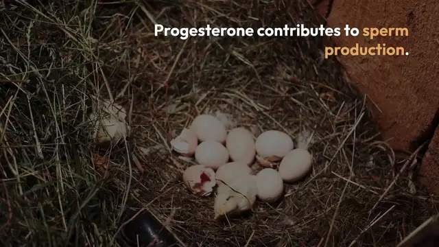 'Video thumbnail for Progesterone_s_Role_in_Men_s_Health'