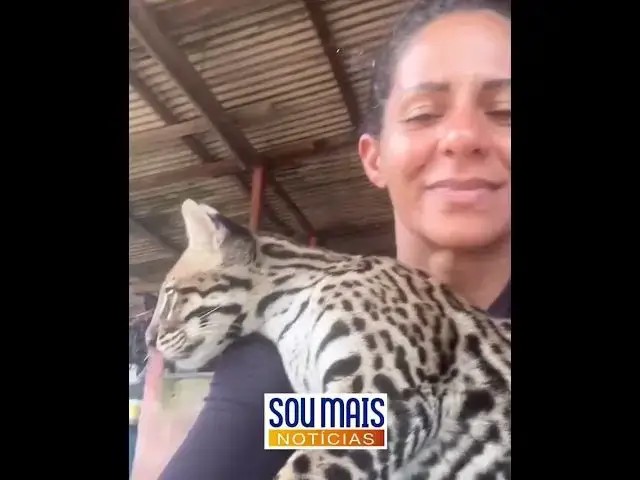 'Video thumbnail for Jaguatirica 'pituca', criada como pet, é resgatada pelo IBAMA no Pará'