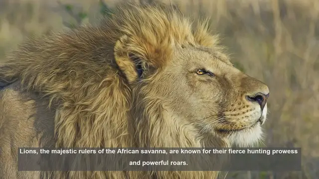 'Video thumbnail for 10 Surprising Ways Lions Show Affection in Their Pride'