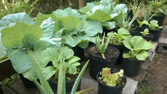 'Video thumbnail for How To Plan A Container Garden (Simplified)'