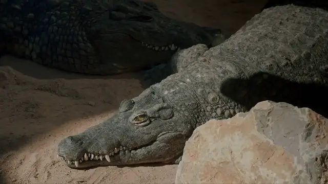 'Video thumbnail for Global Crocodile Protection Day'