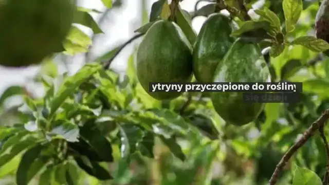 'Video thumbnail for Czy wiesz, co się stanie, jeśli zostawisz cytryny przyczepione do rośliny? Eksperci odpowiadają'
