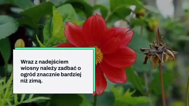'Video thumbnail for Zakop banana w ziemi – to niesamowite, co dzieje się po 7 dniach'