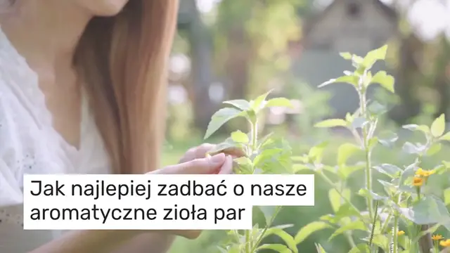 'Video thumbnail for Bazylia: z łyżką tego składnika pozostaje zdrowa i bujna przez lata'