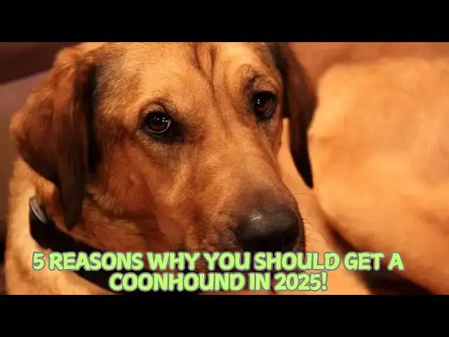 'Video thumbnail for 5 Reasons Why You Should Get a Coonhound in 2025! πΆ'