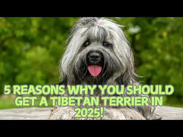 'Video thumbnail for 5 Reasons Why You Should Get a Tibetan Terrier in 2025! π'