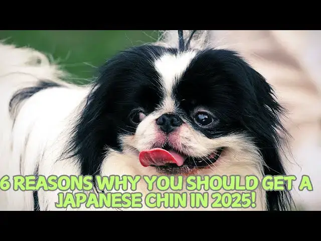 'Video thumbnail for 6 Reasons Why You Should Get a Japanese Chin in 2025! πΎ'