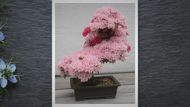 'Video thumbnail for Mastering the Art of Bonsai Tomato Plants: From Selection to Shaping'