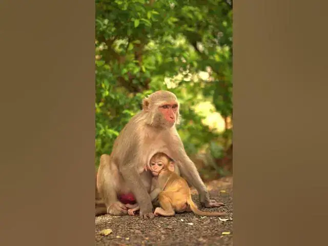 'Video thumbnail for Lovely baby monkey distracted and Forgets mum's comfort'