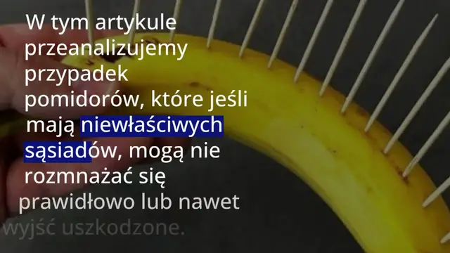 'Video thumbnail for Ogród warzywny, nigdy nie sadzić tych warzyw obok pomidorów: zagrażają one zbiorom'