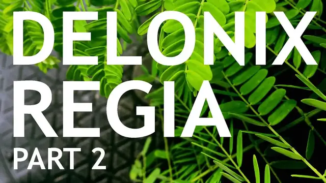 'Video thumbnail for Delonix Regia Part 2'