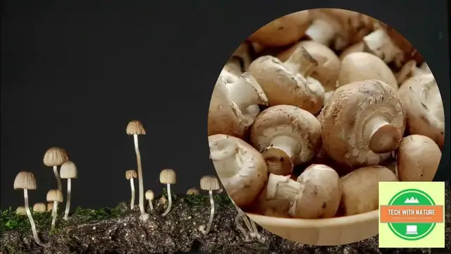 'Video thumbnail for Low tech Mushroom Cultivation | @techwithnature | #dailyvlog #mushroom'