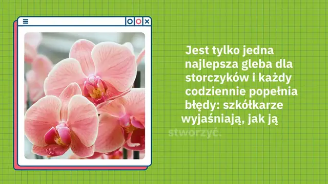 'Video thumbnail for Najlepsza gleba dla storczyków została ujawniona, być może zawsze się myliłeś: która to jest'