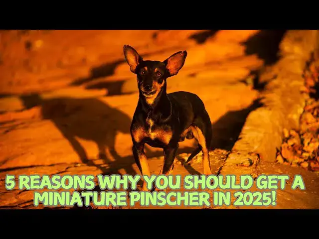 'Video thumbnail for 5 Reasons Why You Should Get a Miniature Pinscher in 2025! π'