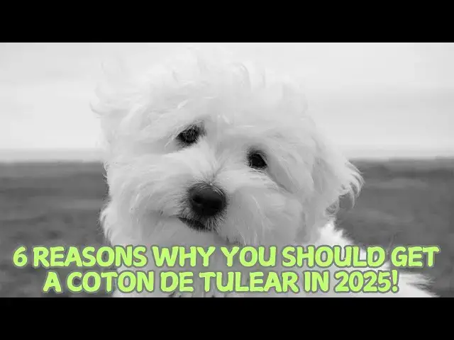 'Video thumbnail for 6 Reasons Why You Should Get a Coton de Tulear in 2025! π'