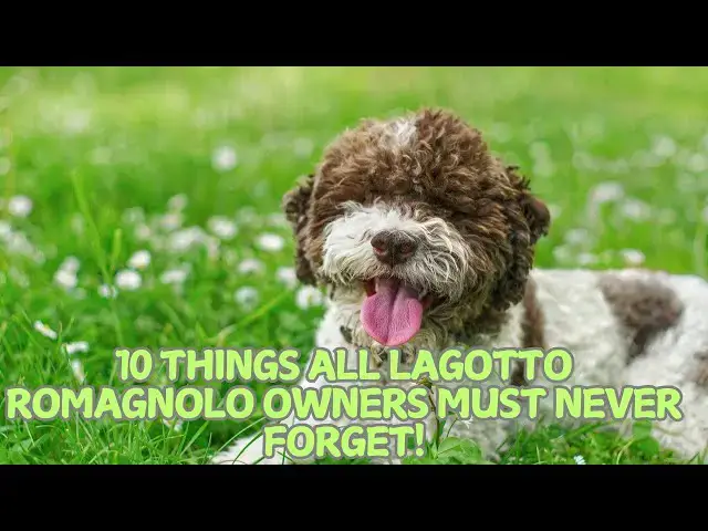 'Video thumbnail for 10 Things All Lagotto Romagnolo Owners Must Never Forget! πβ¨'
