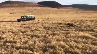 'Video thumbnail for Tour car helping baby rhino away from lion attack Ngorongoro Crater'