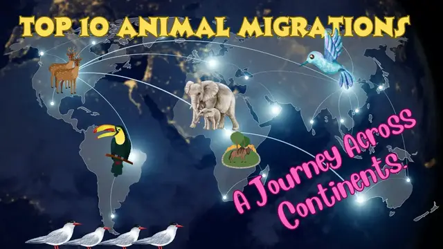 'Video thumbnail for Animal Migration | A Journey Across Continent | @techwithnature | #dailyvlog #environment'