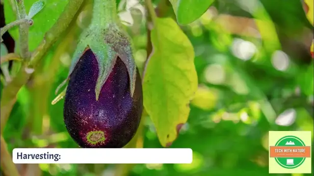 'Video thumbnail for Purple long brinjal harvest | #organicgardening  @techwithnature #randomvideo'