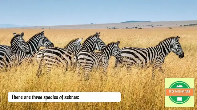 'Video thumbnail for Why Do Zebras Have Stripes | @techwithnature | #dailyvlog #environment'