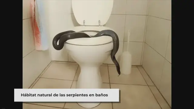 'Video thumbnail for ▷ ¿Cómo entró la serpiente al baño? (consejos de prevención)'
