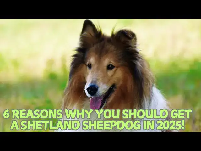 'Video thumbnail for 6 Reasons Why You Should Get a Shetland Sheepdog in 2025! π'