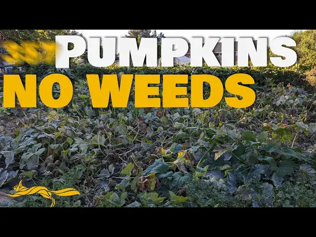 'Video thumbnail for This Garden Had (almost) NO WEEDS'