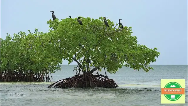 'Video thumbnail for Diversity of Bay of Bengal and Sunderbans | @techwithnature | #dailyvlog #environment'