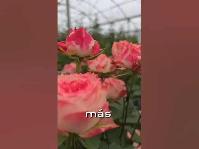 'Video thumbnail for LAS MEJORES FLORES DEL MUNDO 😱'