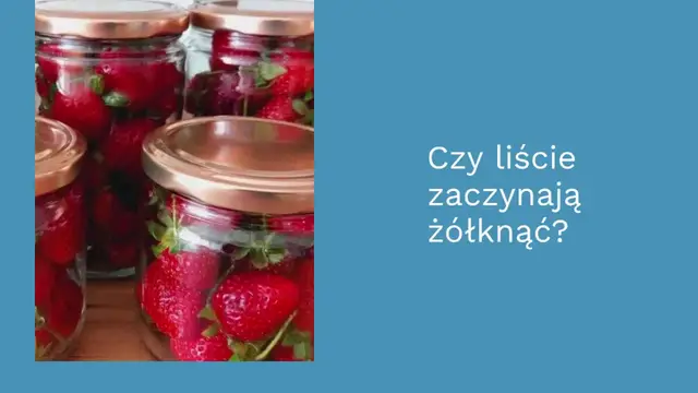 'Video thumbnail for Jeśli chcesz bujnej orchidei z dużą ilością jasnych liści, podlej ją tym płynem'