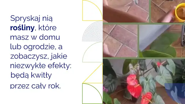 'Video thumbnail for Posyp nim rośliny, które masz w domu lub ogrodzie: będą kwitły przez cały rok'