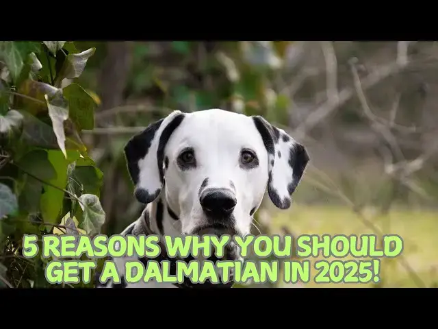 'Video thumbnail for 5 Reasons Why You Should Get a Dalmatian in 2025! πβ¨'