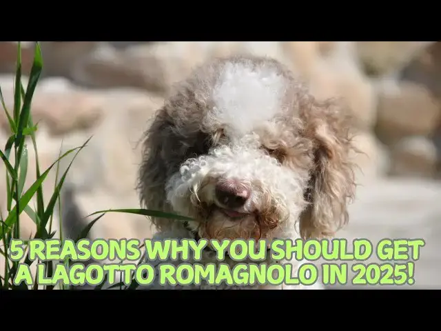 'Video thumbnail for 5 Reasons Why You Should Get a Lagotto Romagnolo in 2025! πΆ'
