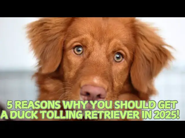 'Video thumbnail for 5 Reasons Why You Should Get a Duck Tolling Retriever in 2025! π¦'
