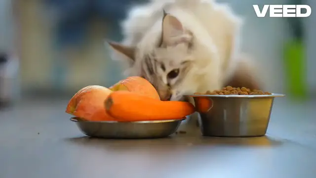 'Video thumbnail for Transform Your fresh dog food Dog's Diet Today'