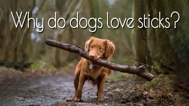 'Video thumbnail for Why do Dogs Love Sticks'