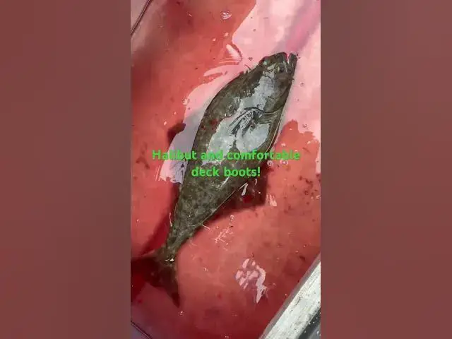 'Video thumbnail for First halibut for us out at Sekiu and the most comfortable deck boots!'