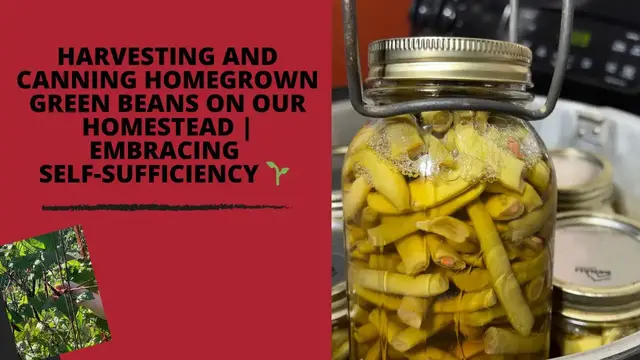 'Video thumbnail for Harvesting and Canning Homegrown Green Beans on Our Homestead | Embracing Self-Sufficiency 🌱'