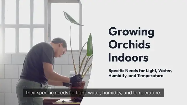 'Video thumbnail for Tips for Growing Orchids Indoors'