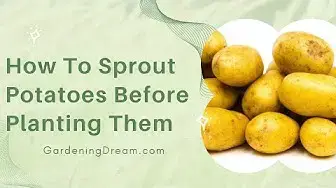 'Video thumbnail for How To Sprout Potatoes Before Planting Them'