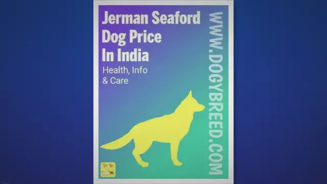 'Video thumbnail for Jerman Seaford Dogs Price In India – Buying Guide, Lifespan And More in 2022'