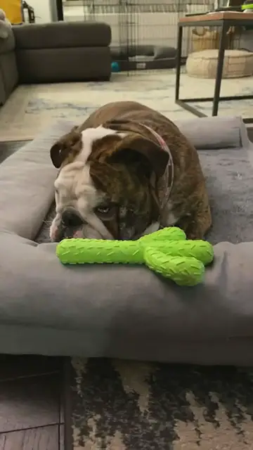 'Video thumbnail for Ollie the English bulldog'