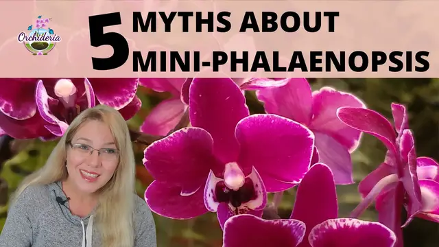 'Video thumbnail for Do Mini Phalaenopsis Stay Small?'