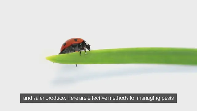 'Video thumbnail for Fruit Tree Pest Control Without Chemical'