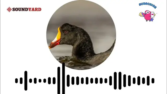 'Video thumbnail for [AUDIOGRAM VERSION] Giant Coot Sound, Giant Coot Call and Song'