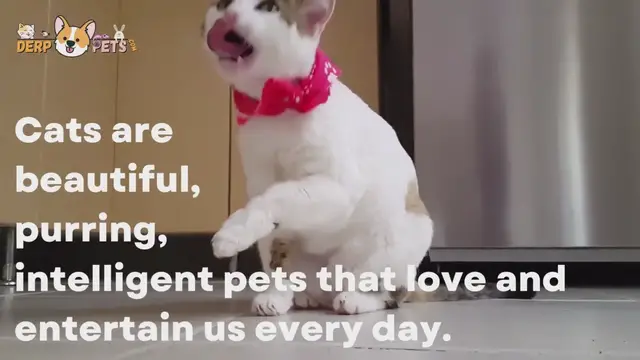 'Video thumbnail for cat '