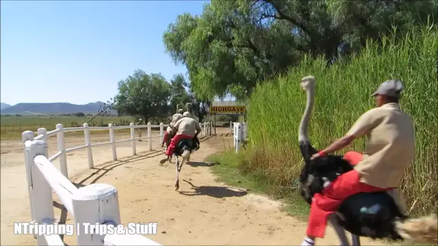 'Video thumbnail for Ostrich Racing near Oudtshoorn, Klein Karoo, South Africa'