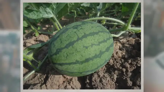 'Video thumbnail for Are Watermelons Vegetables or Fruits?'